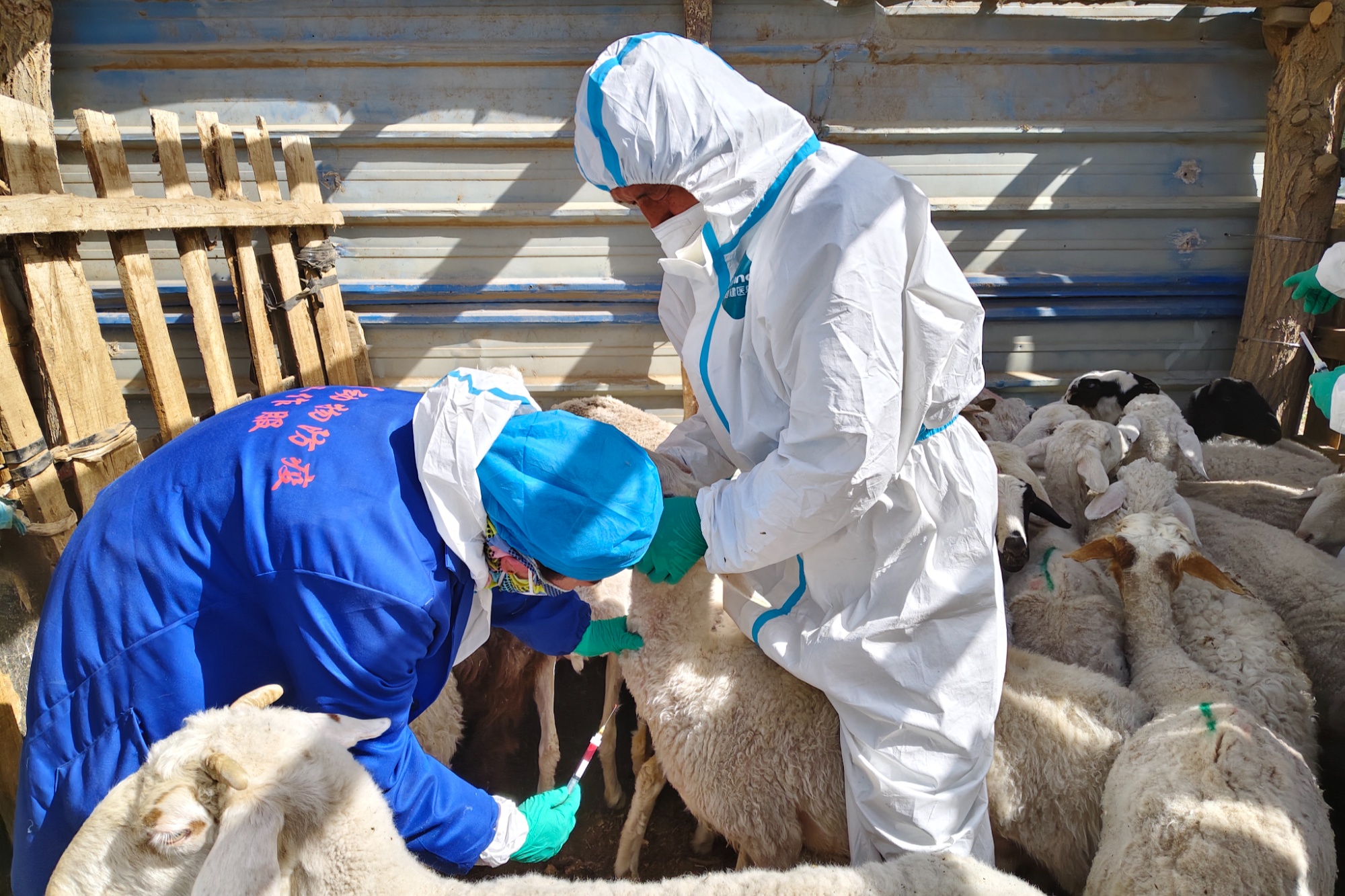 尉犁：加强畜禽疫病监测 确保畜禽养殖健康发展(图1)